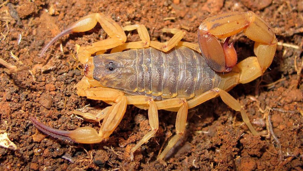 Acidentes com escorpião somam mais de 202 mil notificações em 2023