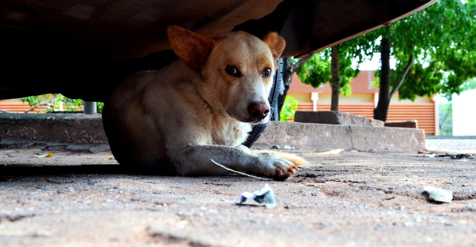 Núcleo de Justiça Animal da UFPB cobra políticas públicas para proteger animais dos barulhos dos fogos de artifício