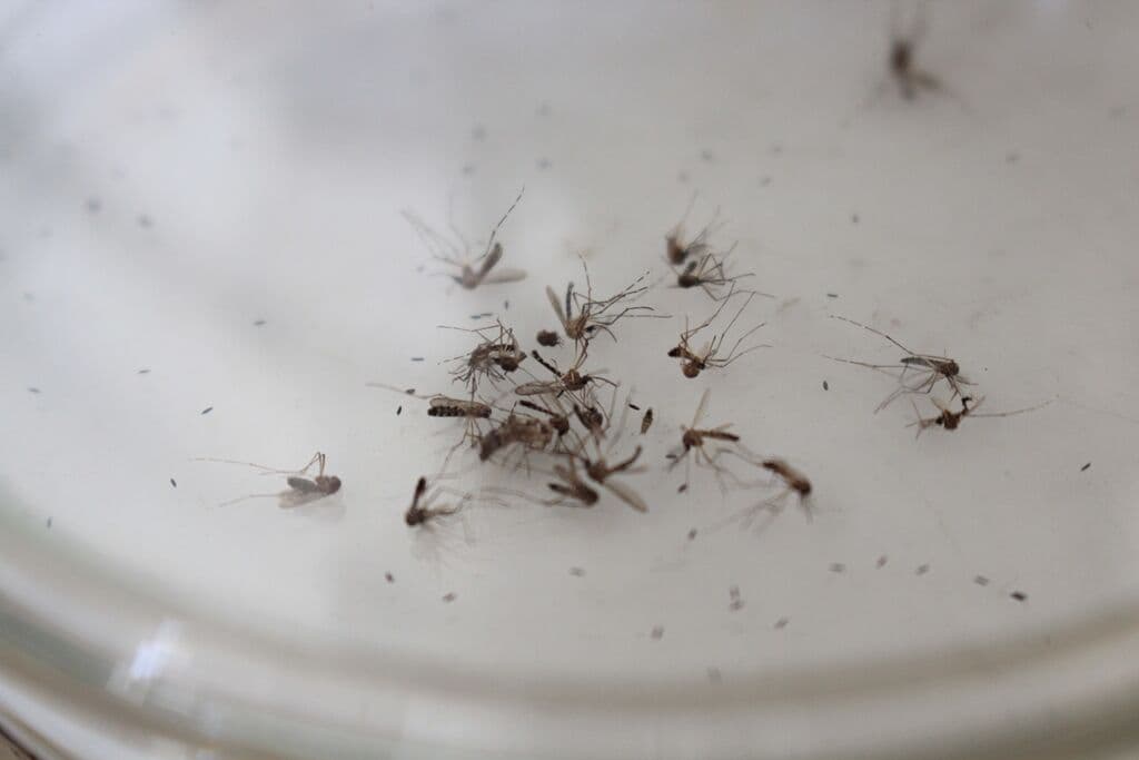 Prefeitura disponibiliza números de telefone e Whatsapp para denúncias e dúvidas sobre arboviroses