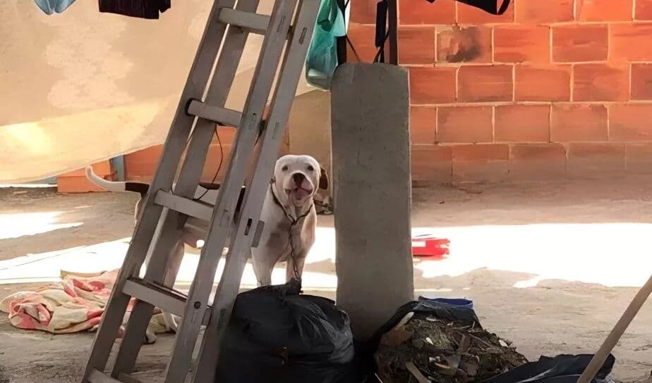 Idosa de 81 anos morre após ataque de pitbull no Rio de Janeiro