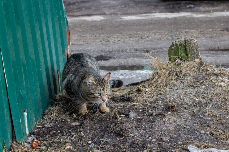 População denuncia esquartejamento de gatos no bairro do Rangel e pede providências às autoridades