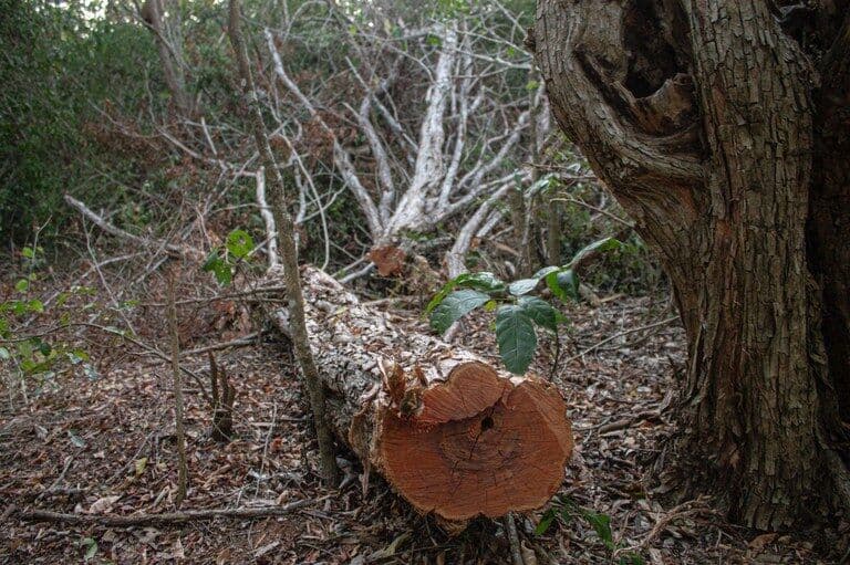 Operação Mata Atlântica em Pé 2022 é deflagrada na Paraíba e em mais 16 estados para combater desmatamento