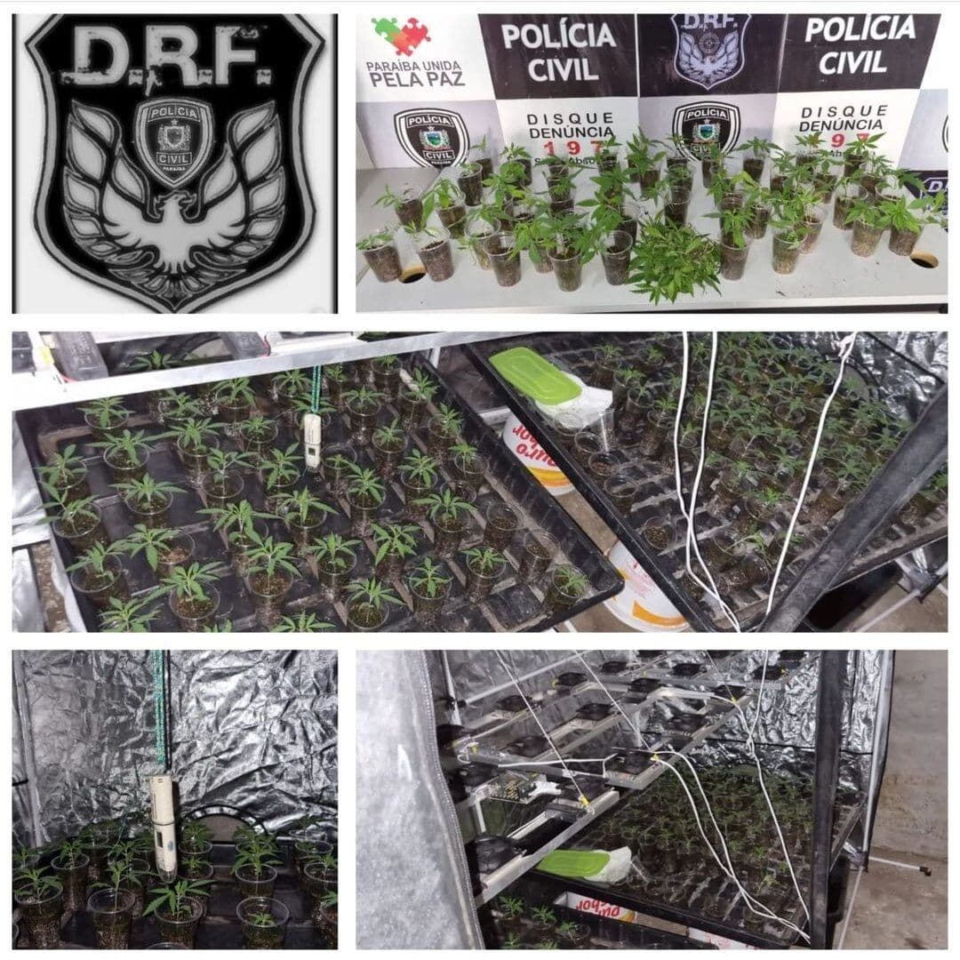 Polícia prende suspeita e desarticula laboratório com mais de 100 mudas de maconha em Campina Grande