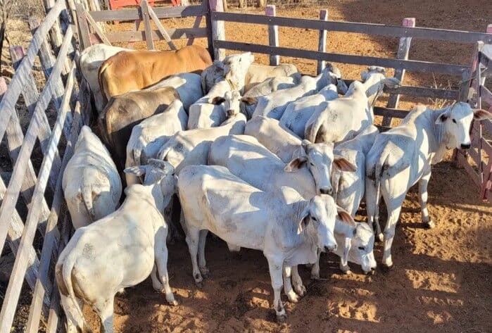 Polícia recupera, na Paraíba, 34 bois furtados de propriedade em Pernambuco e investiga quadrilha que atua em roubo de gado