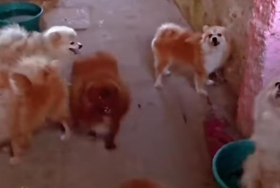 Cães resgatados em canil clandestino em João Pessoa poderão ser colocados para adoção, diz coordenador da Semam