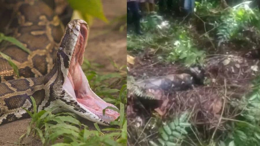 Mulher desaparecida é encontrada morta dentro de cobra de quase 7 metros