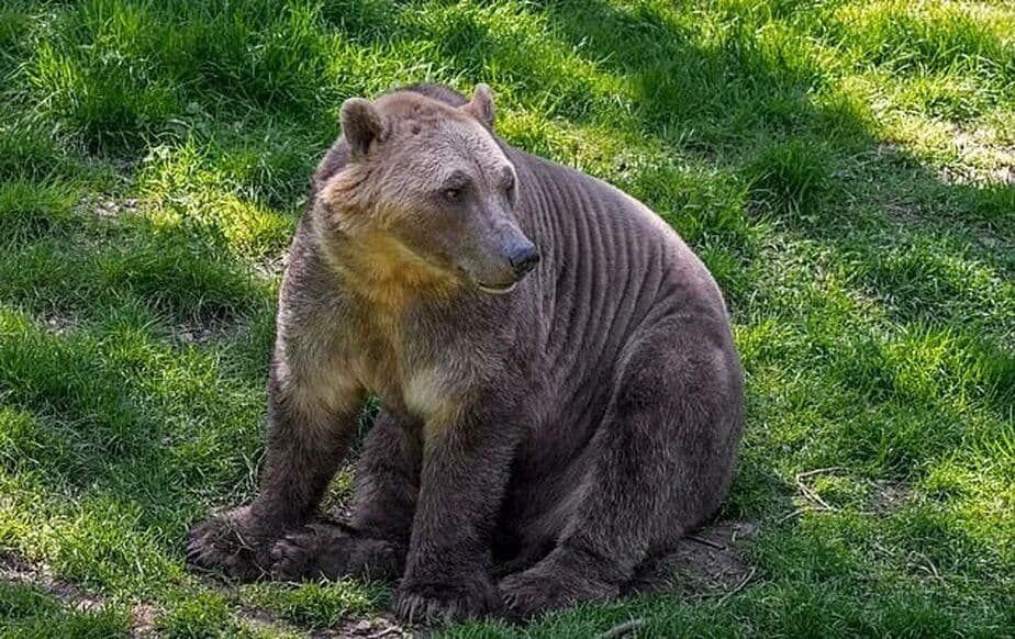Urso "brolar"? Conheça o animal híbrido do urso marrom com o polar que é mais resistente à crise do clima e está surgindo na Rússia
