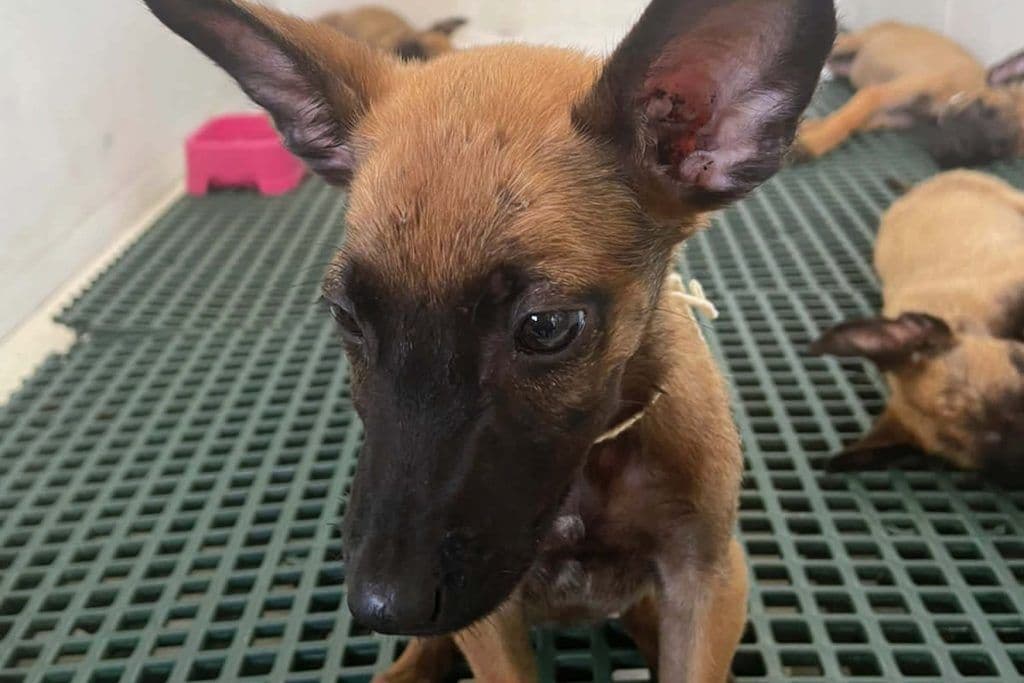 Filhotes de cães da raça pastor belga, resgatados de maus-tratos, estão disponíveis para adoção em João Pessoa