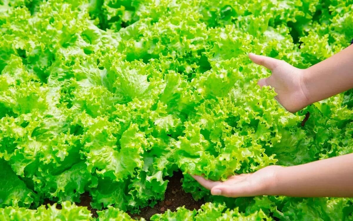 Pesquisa de preços de hortifruti encontra variação de 399% na alface, em João Pessoa