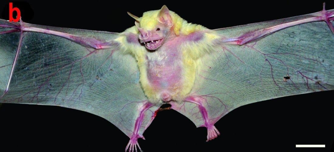 Raridade: fêmea de morcego albino grávida é registrada na Paraíba