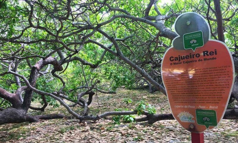 Cidade do Piauí busca verba para validar recorde de maior cajueiro do mundo