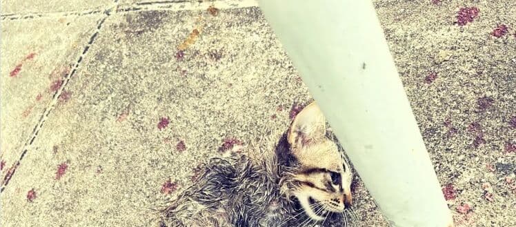 Chacina: gatos são esquartejados próximo ao estádio Almeidão, em João Pessoa, e caso será levado à Justiça