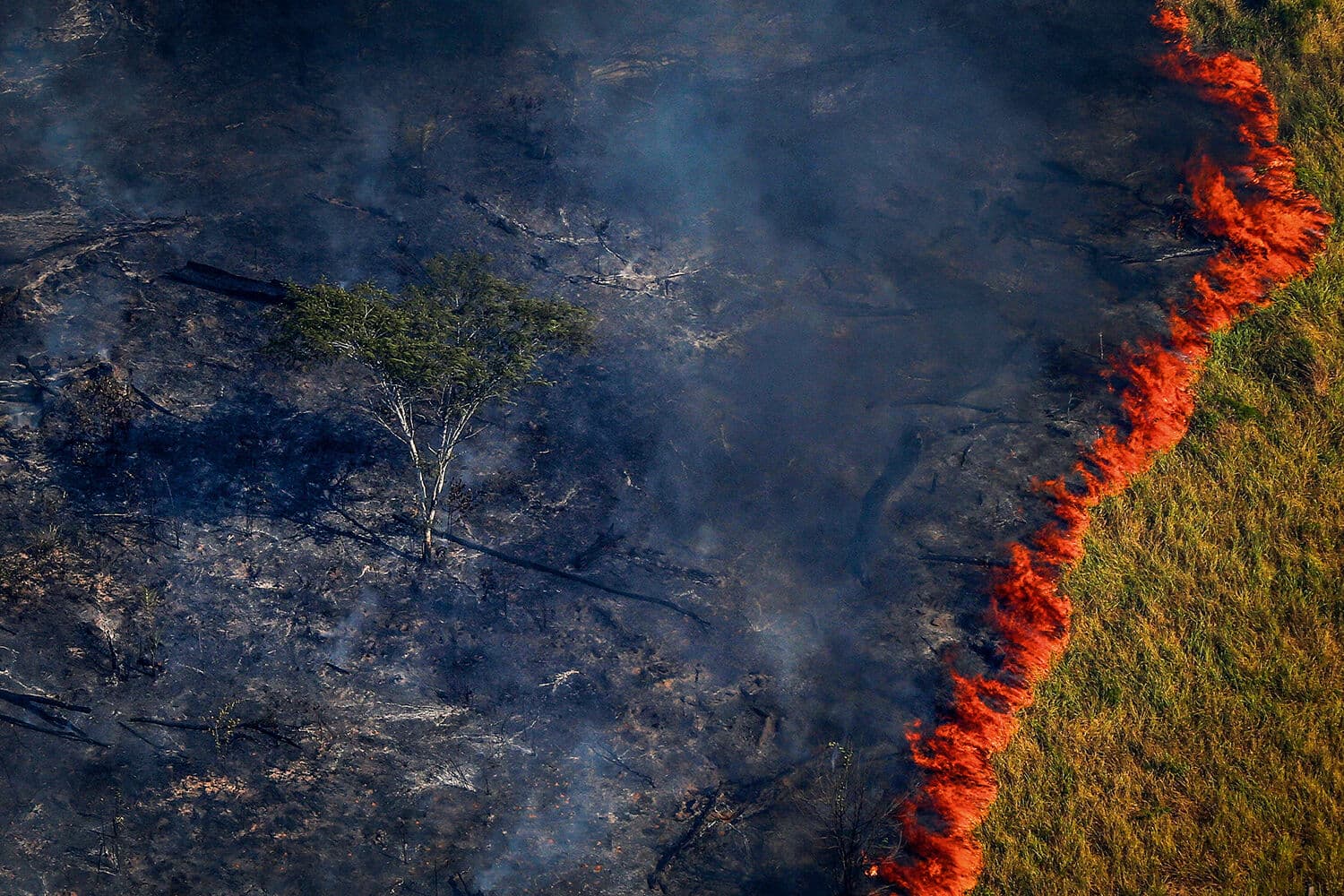 Desmatamento no cerrado se mantém alto e cresce 15% em áreas protegidas