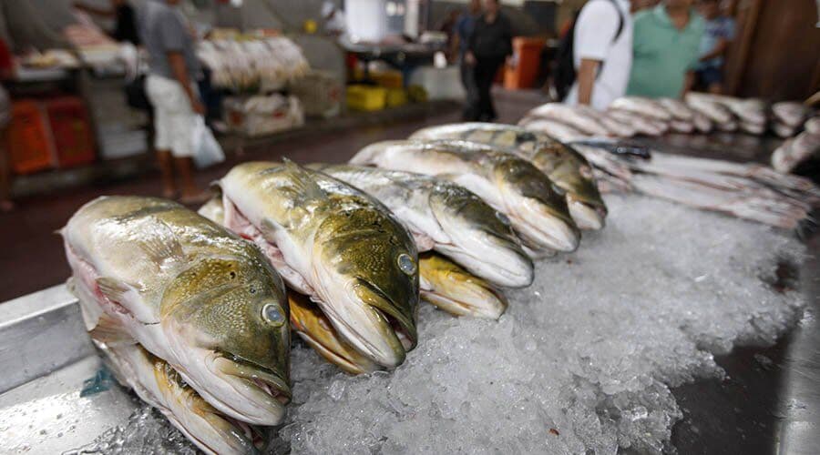 Alhandra compra 20 toneladas de peixe por R$ 249 mil e lidera ranking de gastos da Semana Santa