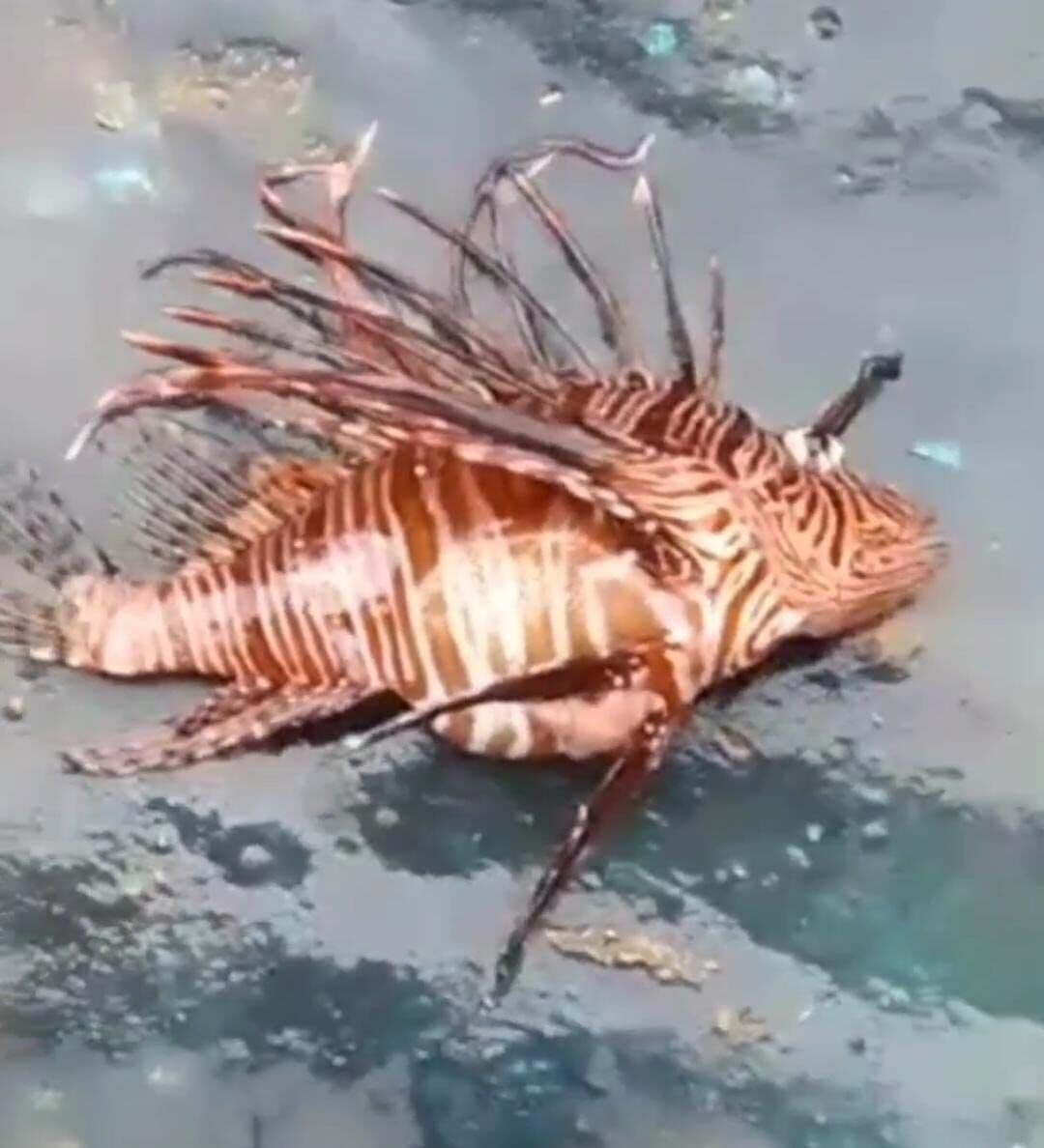 Sudema confirma ocorrência de peixe-leão na Paraíba; bióloga alerta para não manuseio do animal