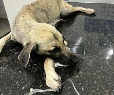 Cão é baleado em Mangabeira e pode perder uma das patas; ONG cobra justiça às autoridades