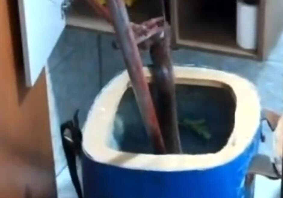 Vídeo: cobra é capturada dentro de banheiro em casa no Litoral Norte da Paraíba