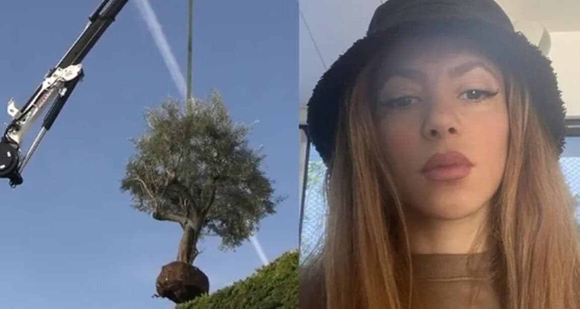 Shakira leva até árvore de ex-casa com Piqué; planta tem significado familiar para a cantora