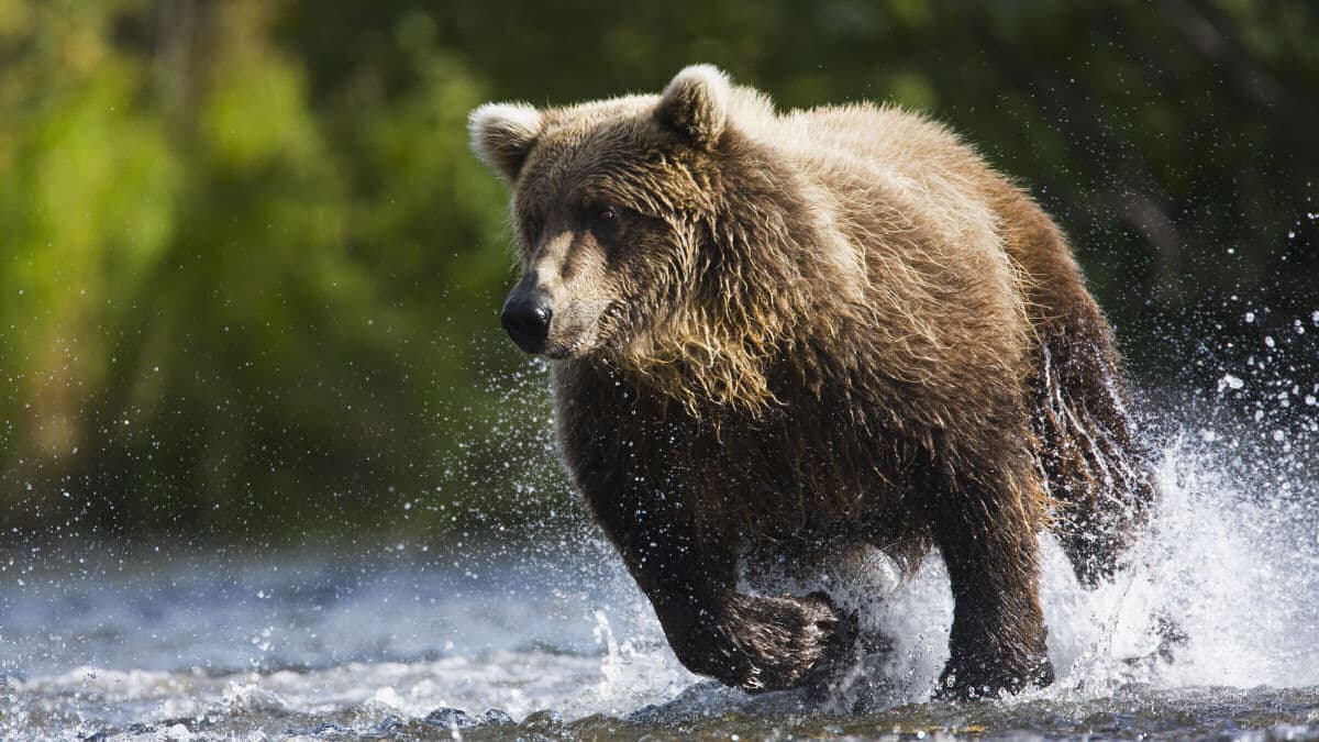 Ursa condenada à morte por matar três pessoas pode deixar três filhotes órfãos