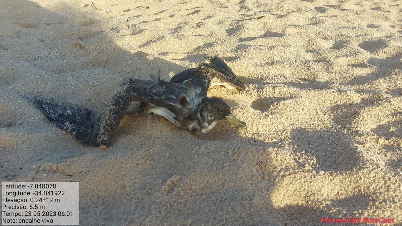 Em uma semana, sete aves marinhas são encontradas mortas em praias de Cabedelo e prefeitura alerta: "evitar o contato físico"