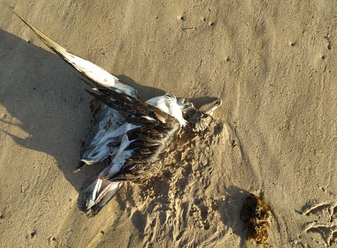 Com aves migratórias mortas encontradas no litoral paraibano, Prefeito de Cabedelo alerta sobre risco de gripe aviária