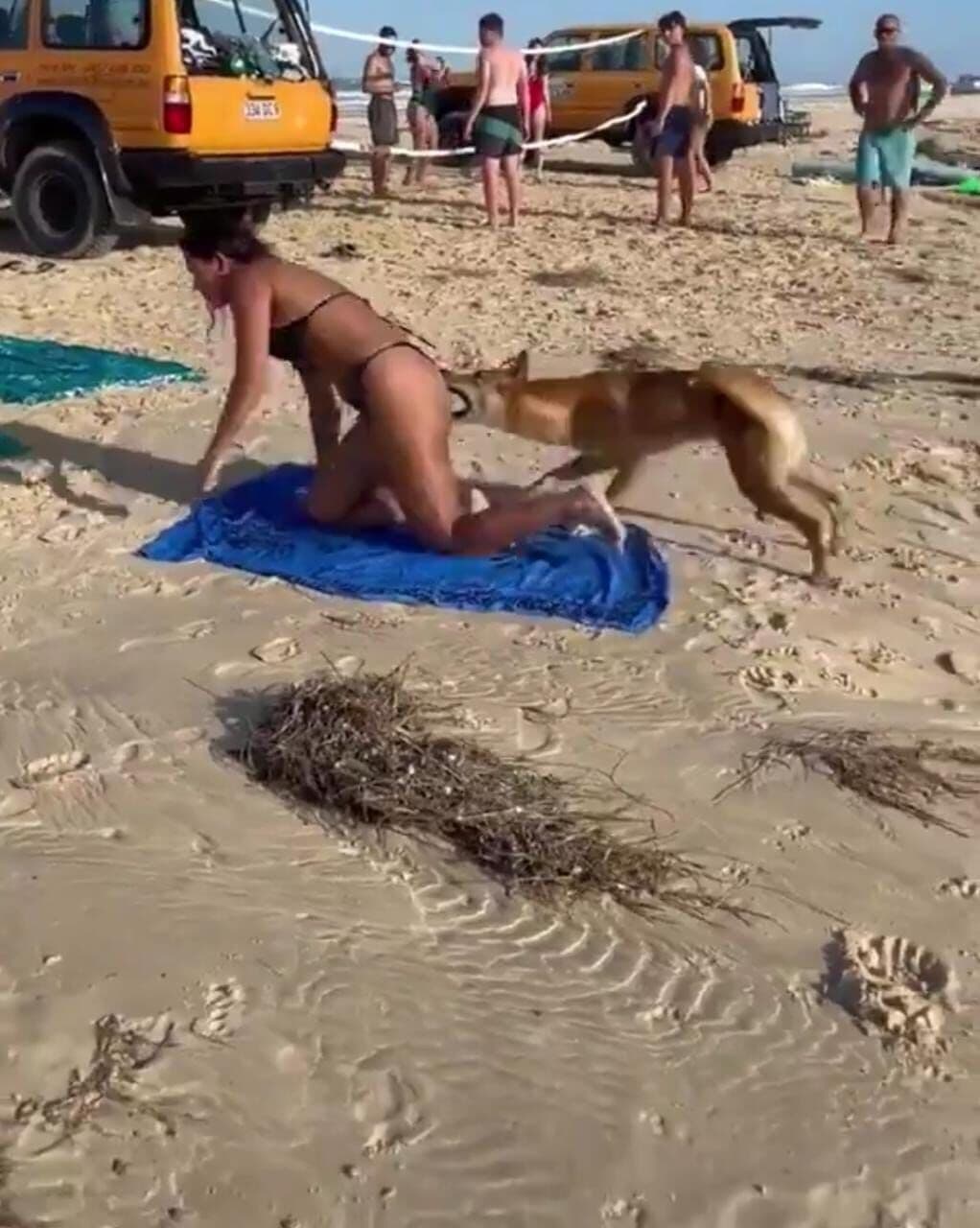 Cão selvagem morde turista em praia e vídeo viraliza nas redes sociais