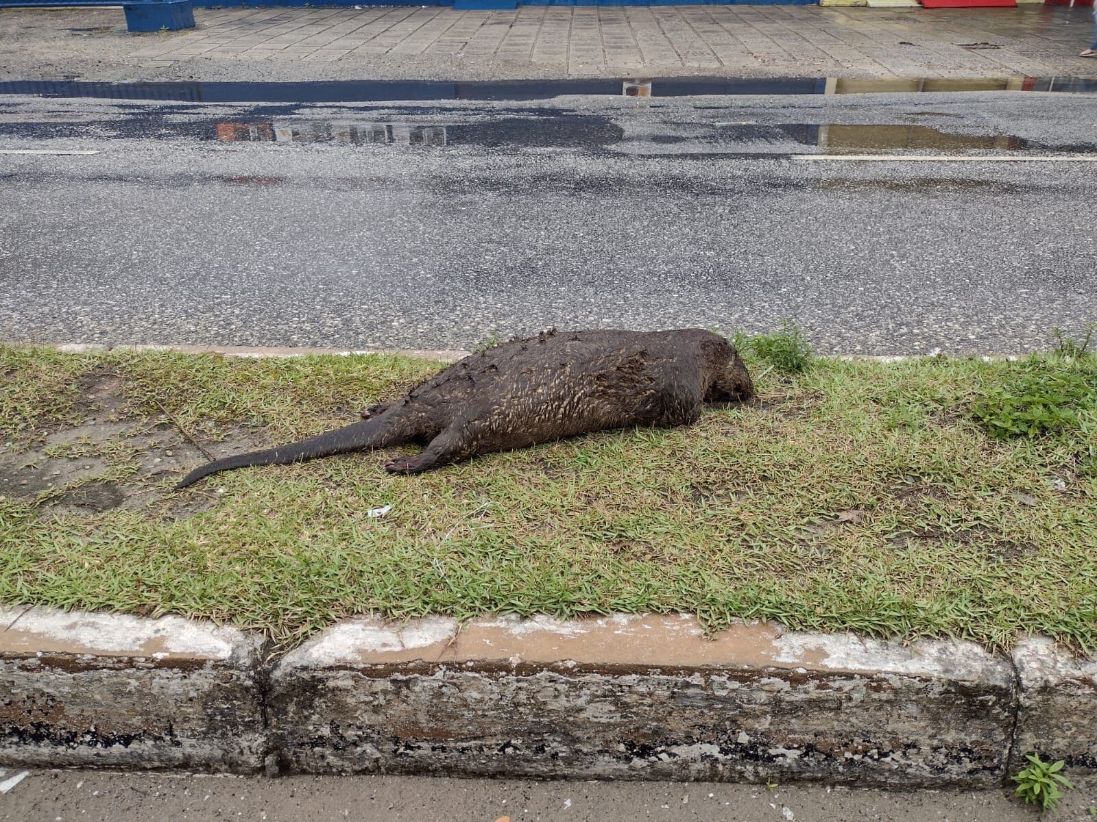 Lontra é encontrada morta em avenida do bairro dos Bancários, João Pessoa