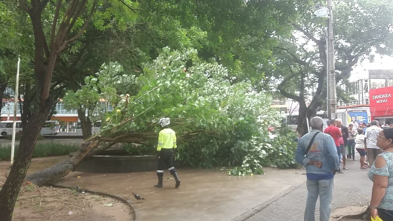 Com fortes chuvas, árvore cai no Parque da Lagoa e deixa pessoa ferida no Centro de João Pessoa