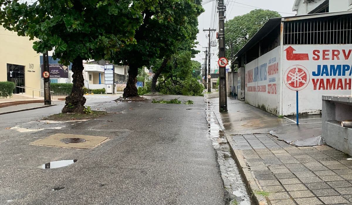 Chuvas: árvore cai em avenida do centro de João Pessoa e trânsito fica lento