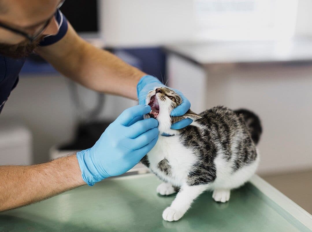 Paraíba realiza Dia D de Cuidados para pets idosos amanhã em João Pessoa e Campina Grande