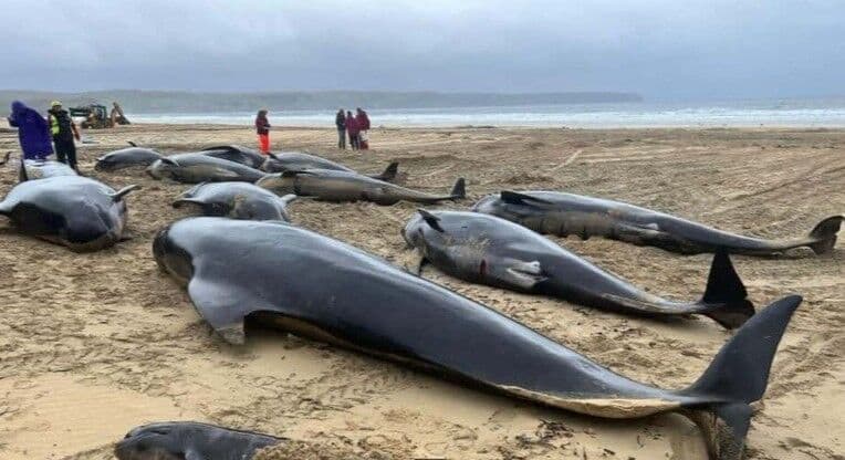 Ao menos 55 golfinhos são encontrados encalhados na Escócia