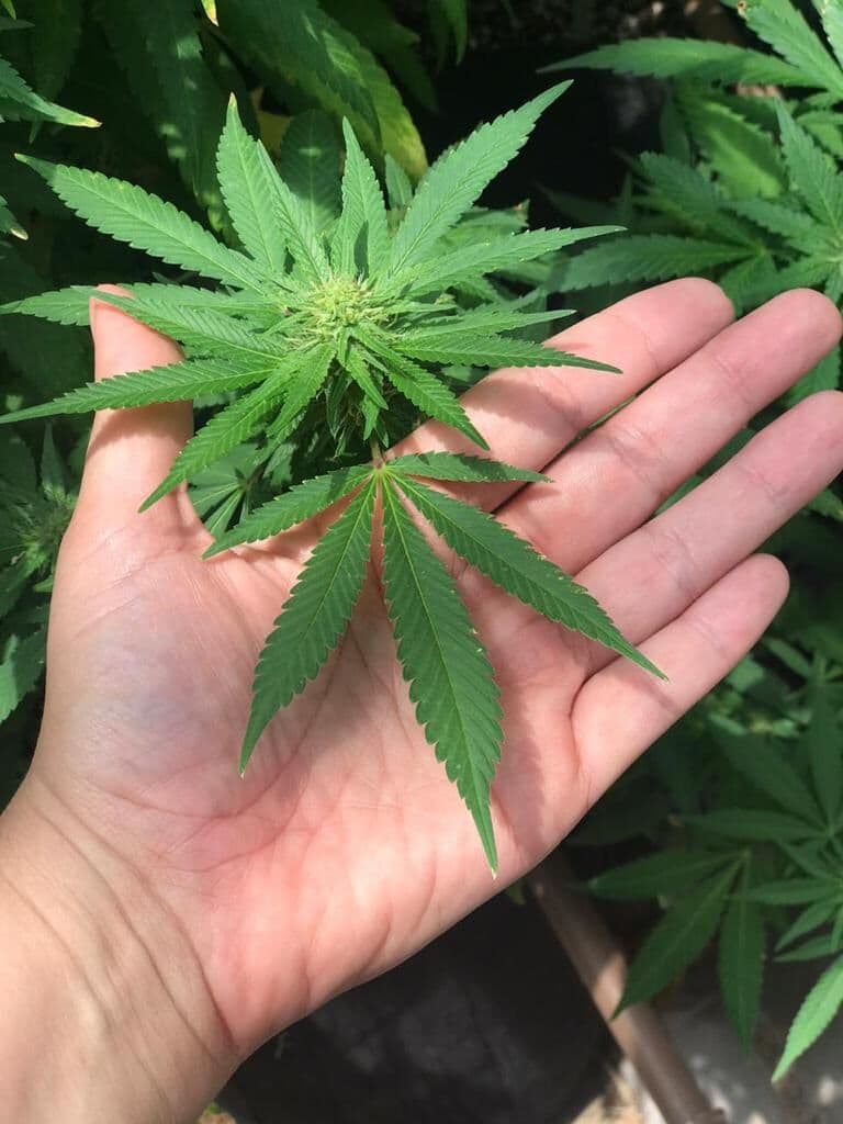 Abrace inicia campanha de arrecadação para continuar a produzir medicamentos à base de maconha na Paraíba