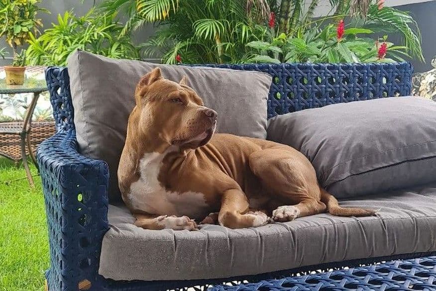 Justiça derruba liminar e pitbull Loki deve permanecer com dona em condomínio em João Pessoa