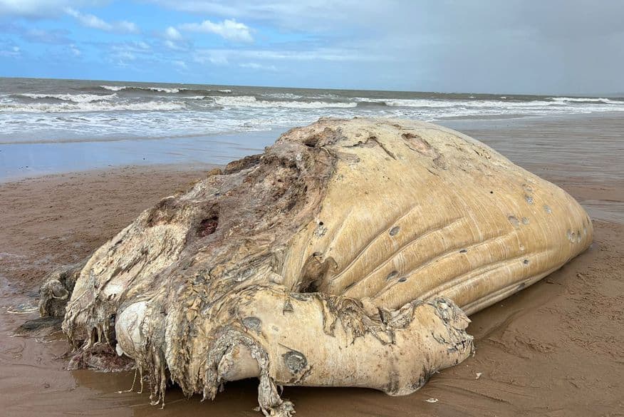 Especialistas investigam causa da morte de baleias no Litoral da Paraíba; saiba o que fazer ao encontrar animal