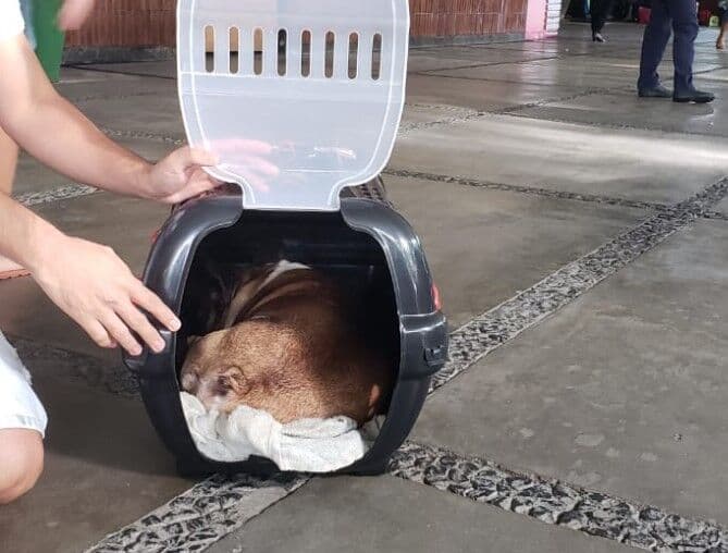 Empresa é condenada a indenizar tutor de cachorro que morreu após ser levado em bagageiro de ônibus entre João Pessoa e Sousa