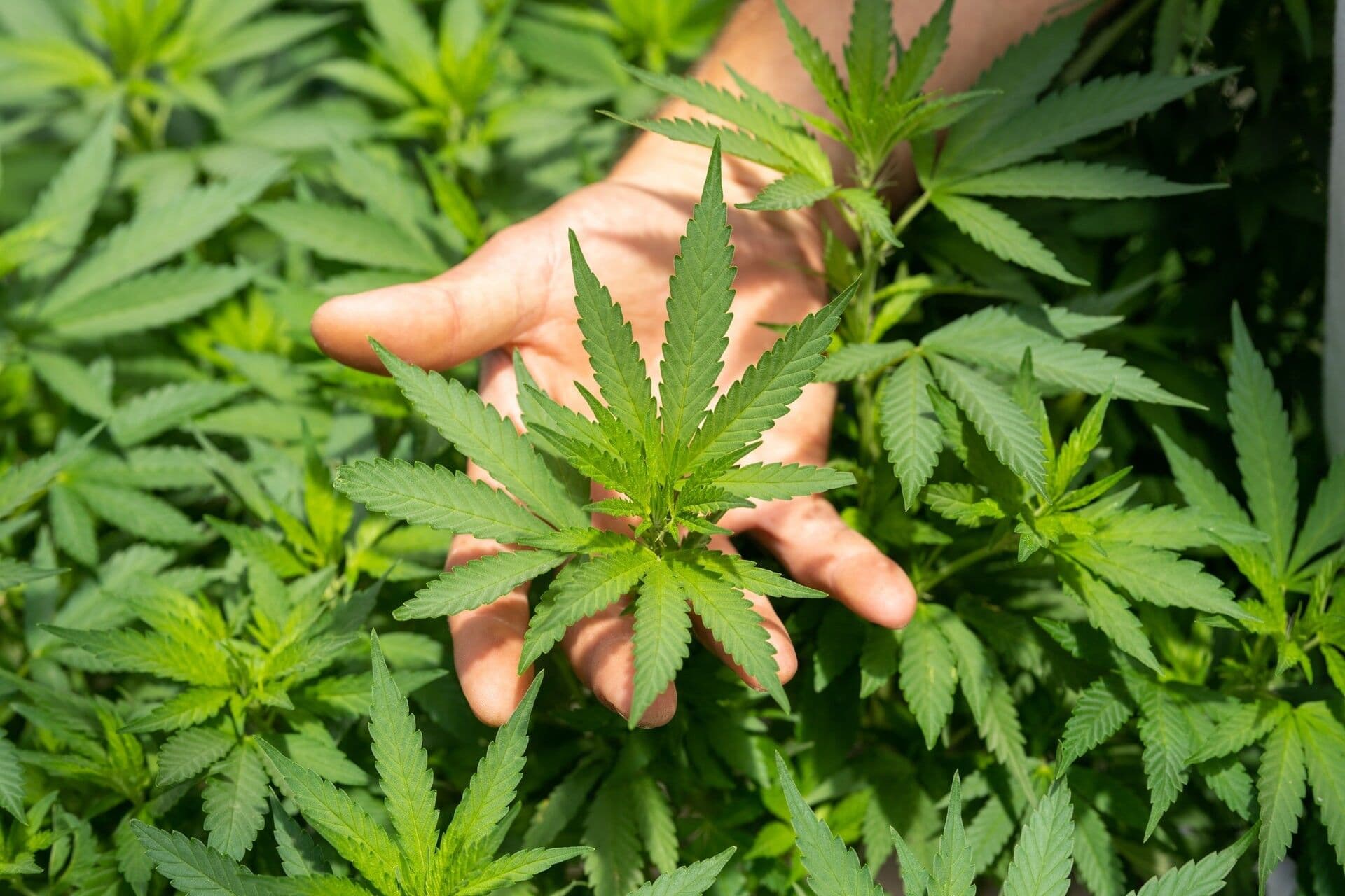 STJ concede salvo-conduto para que pacientes possam cultivar cannabis em casa