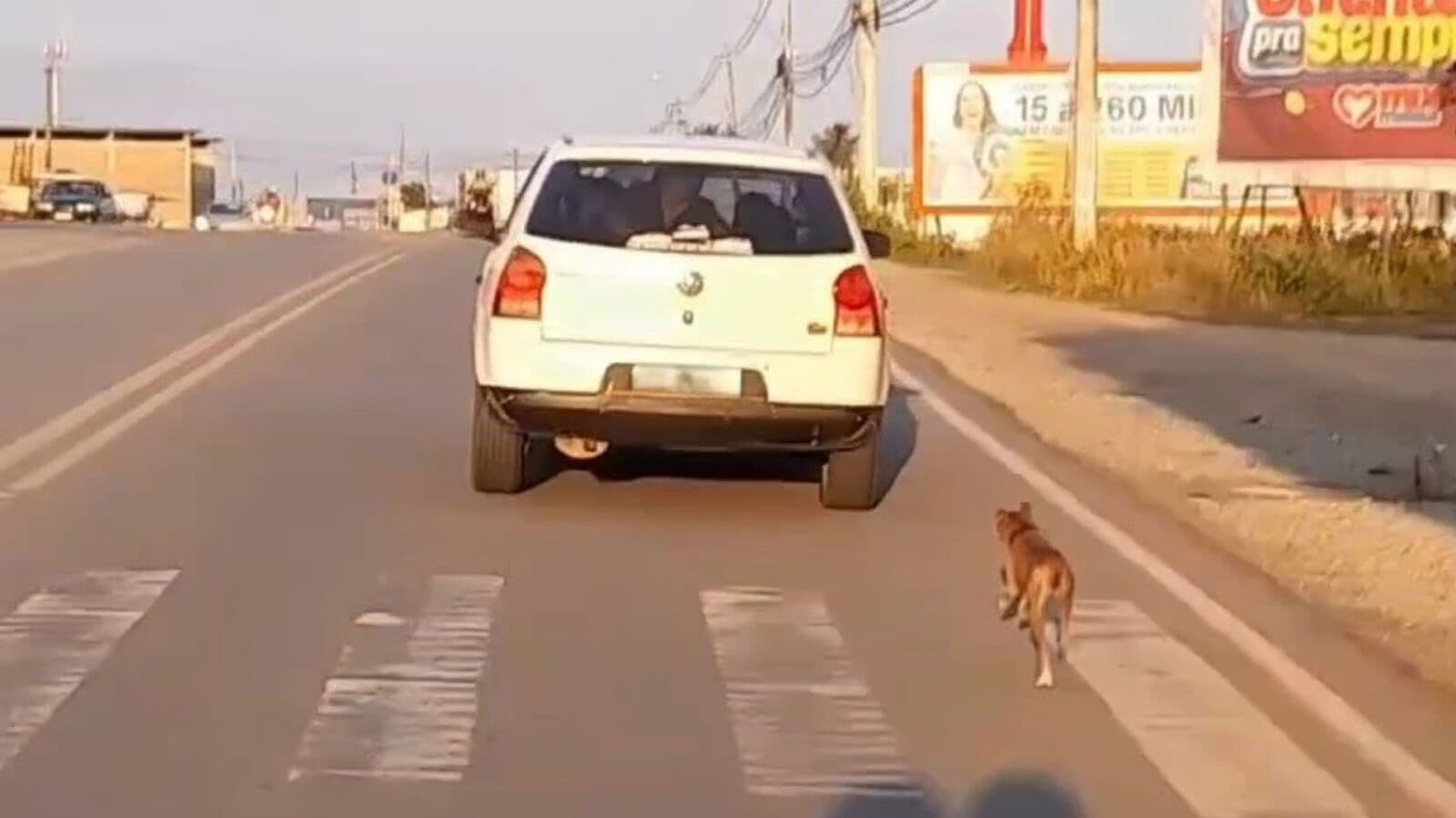 Suposto abandono de animal em Campina Grande comove a web; tutora nega situação