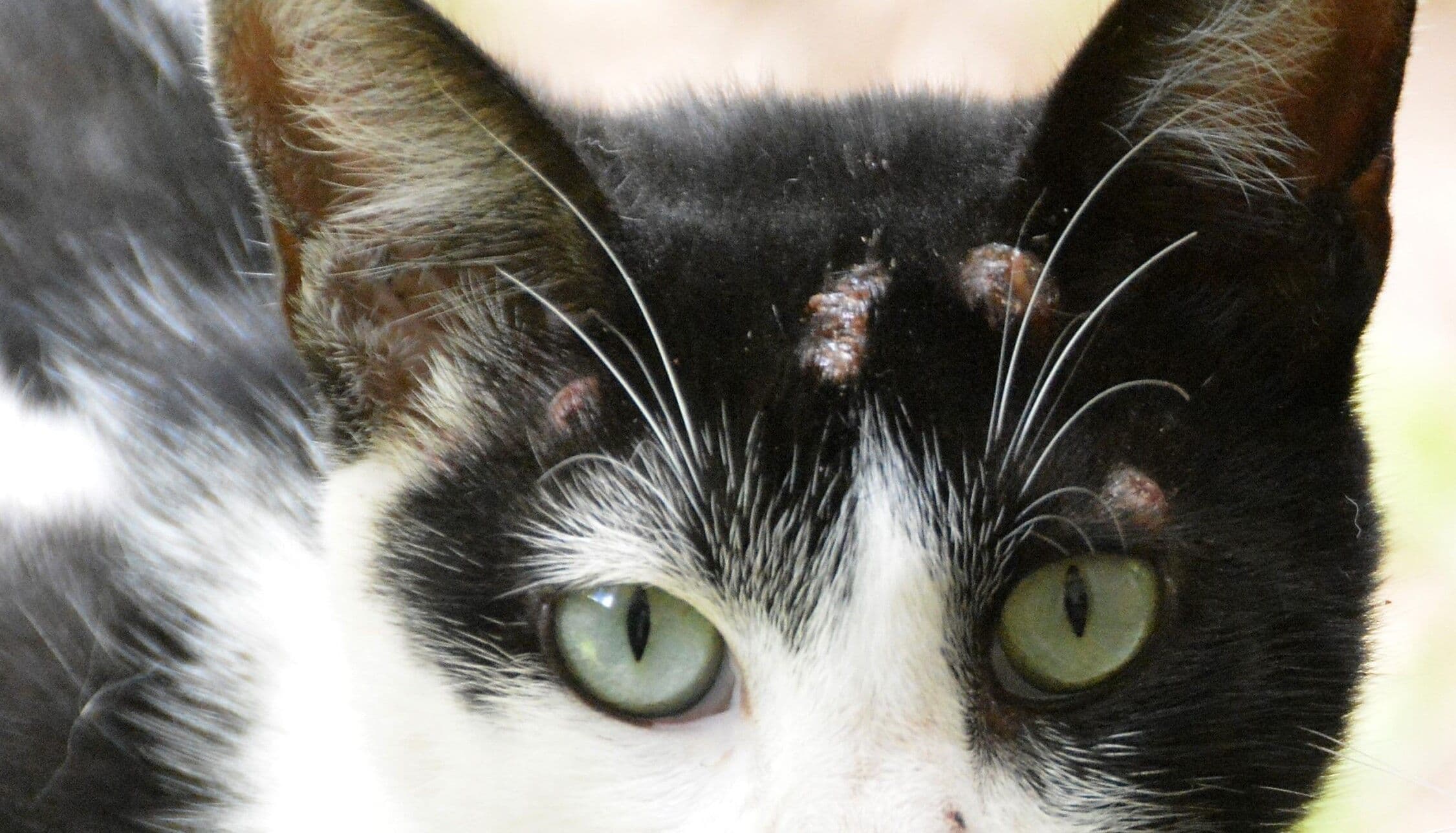 Paraíba tem aumento de mais de 80% de casos da ‘doença dos gatos’ em 2023; mortes já foram registradas no estado