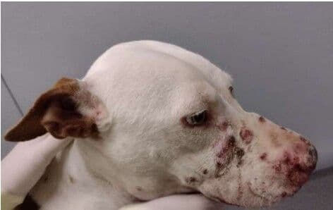 Doença contagiosa: MPPB constata surto epidêmico de esporotricose em João Pessoa