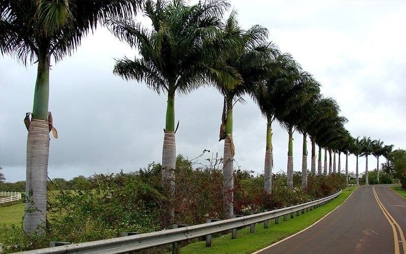 Prefeitura de Malta vai gastar mais de R$ 36 mil na compra de árvores e plantas para enfeitar ruas, praças e prédios públicos