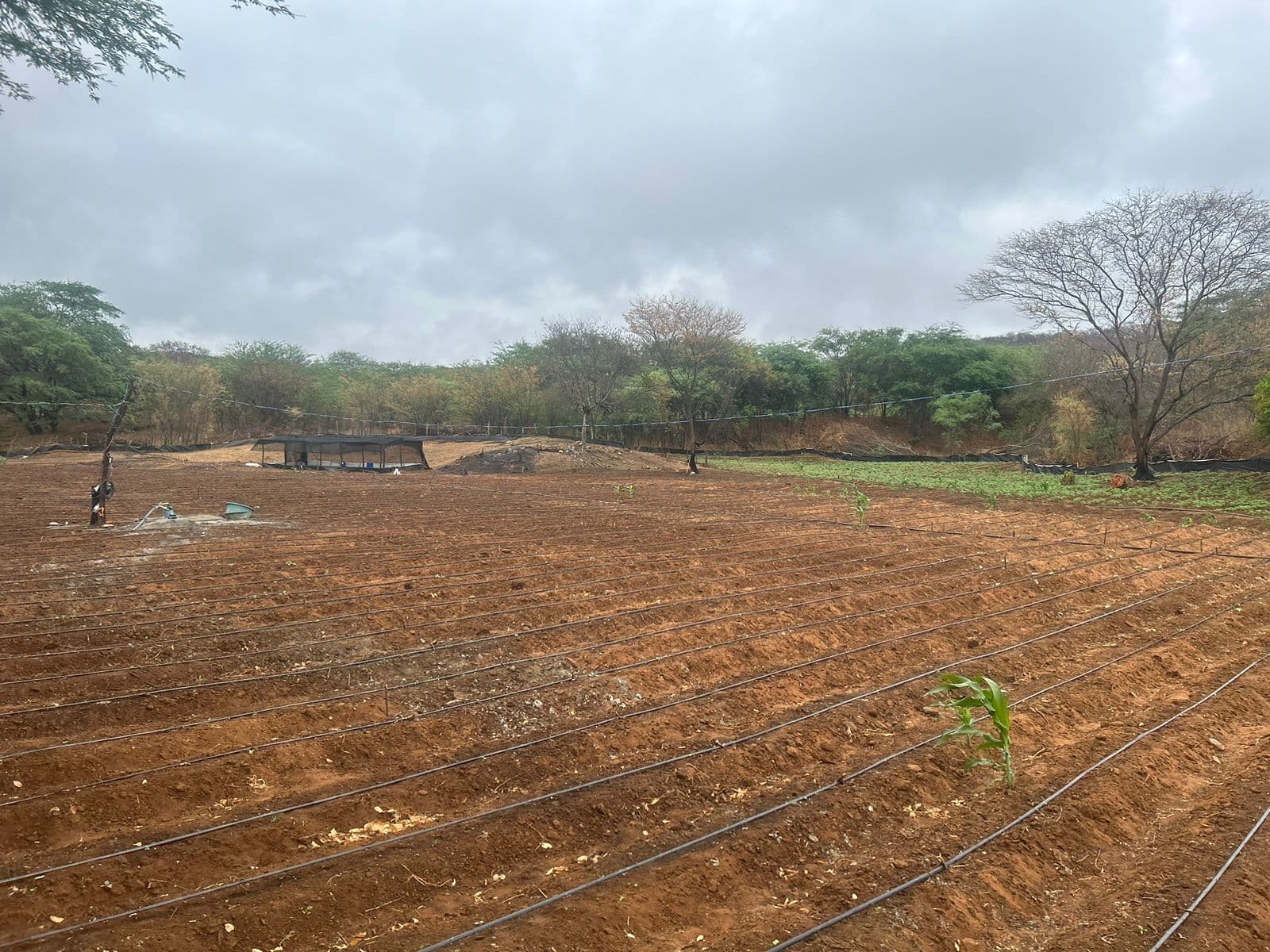 Polícia estoura "fazenda da maconha" no Cariri; armas são apreendidas e suspeitos são presos