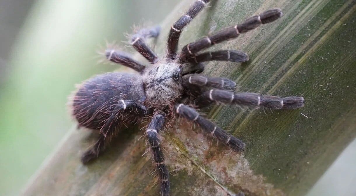 Motorista se assusta com aranha em carro e provoca acidente em parque nacional dos Estados Unidos