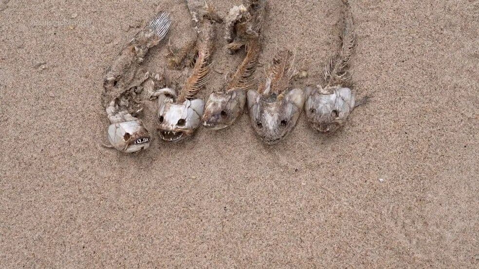 Rio Solimões vira 'deserto de areia' após seca no Amazonas