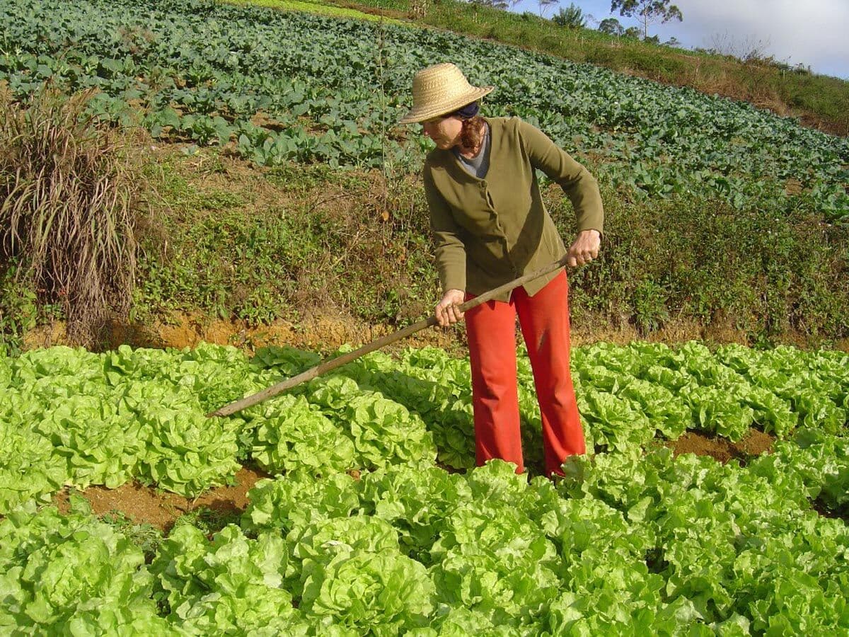 Portaria autoriza pagamento de benefício do garantia-safra a agricultores de dois municípios da PB