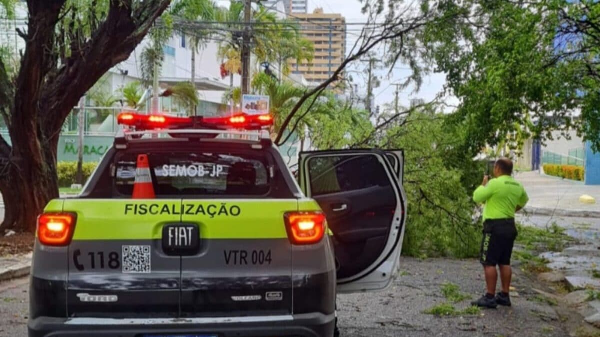 Mais de 50 árvores tombam após chuvas e fortes ventos em João Pessoa, aponta levantamento