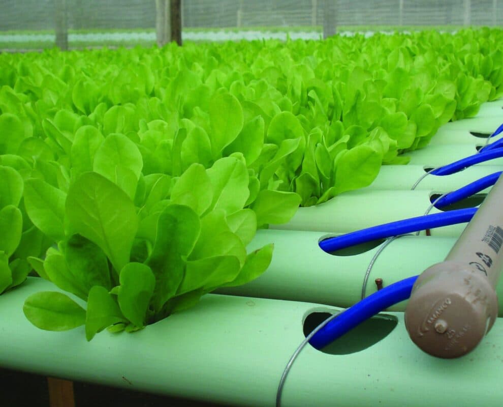 Polícia segue investigação contra esquema de pirâmide em hidroponia na Paraíba; mais envolvidos podem ser presos