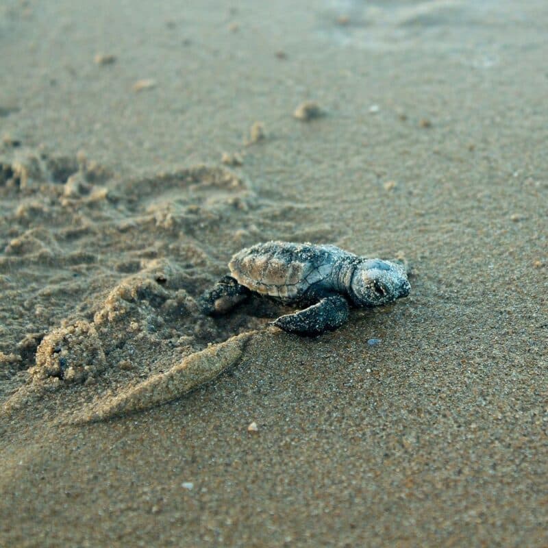 João Pessoa registra mais um nascimento de tartarugas marinhas na praia, neste sábado
