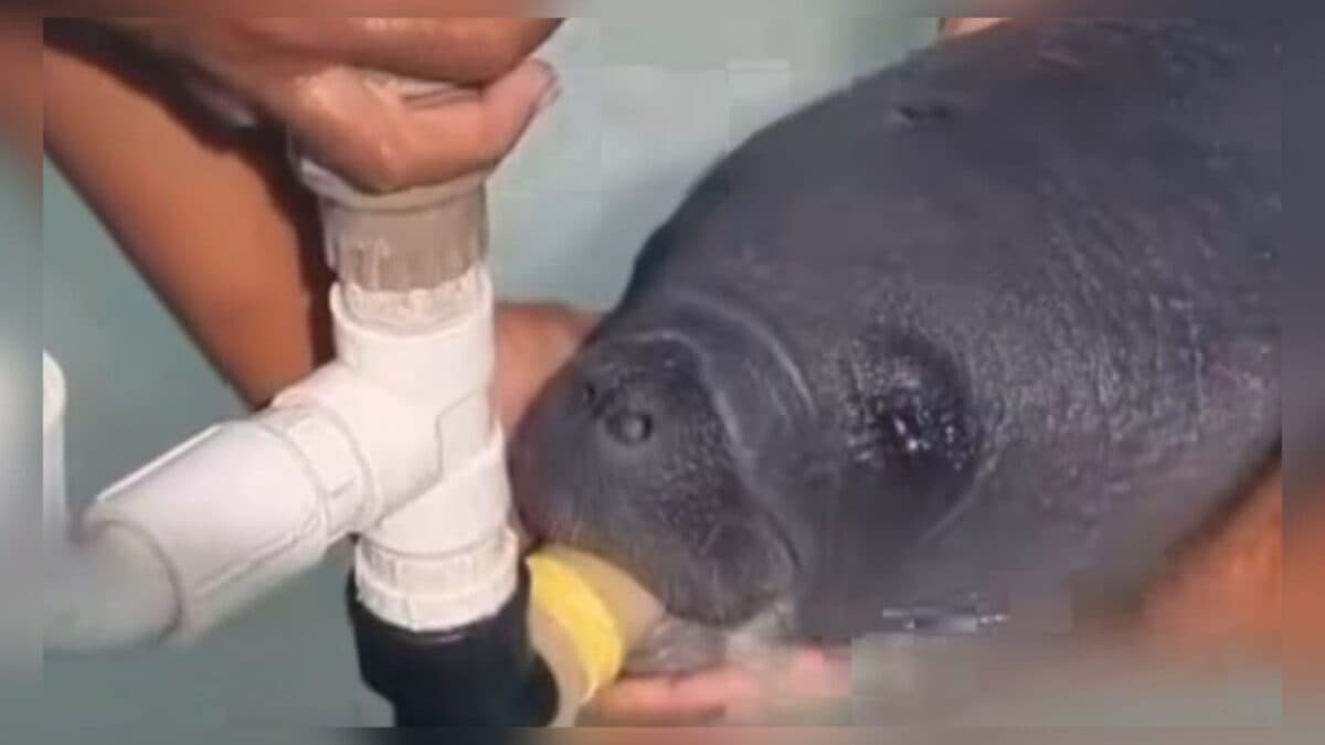 Filhote de peixe-boi resgatado em praia na Paraíba recebe nome do pescador que o encontrou; animal deve ficar dois anos em 'reabilitação'