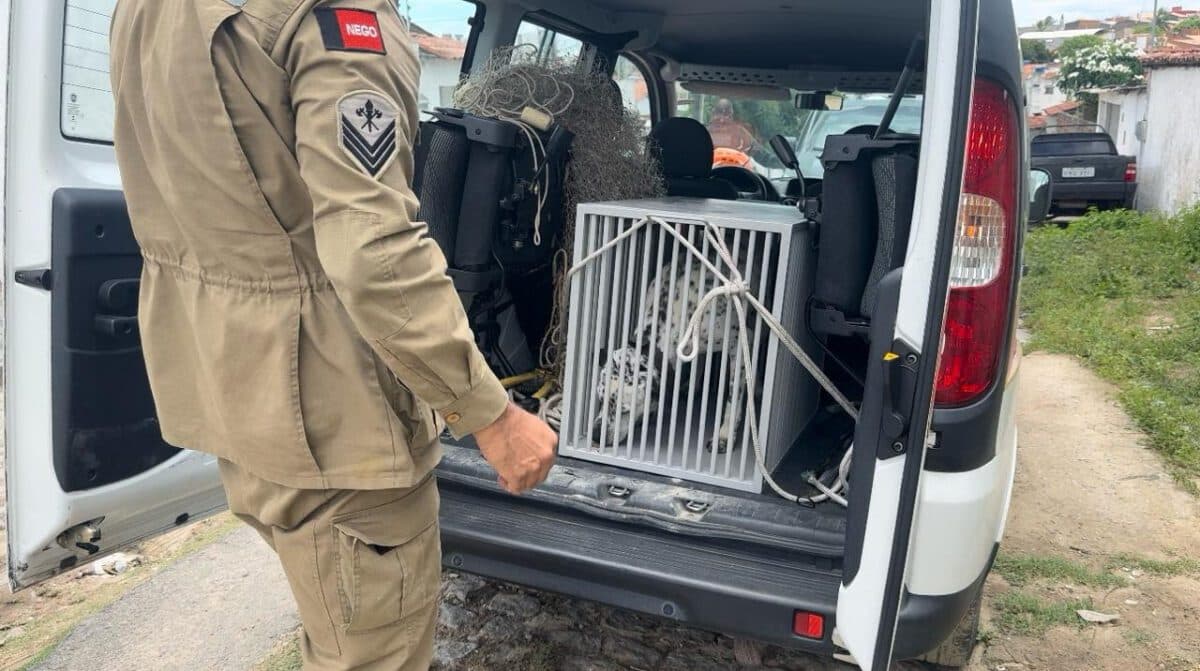 Operação resgata cachorros e aves e prende duas pessoas em flagrante por maus-tratos, em Campina Grande