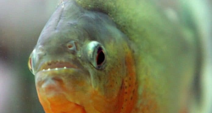 15 banhistas são atacados por piranhas em represa no interior de São Paulo